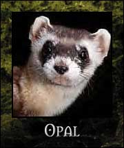 Opal - Gangrel Ghoul