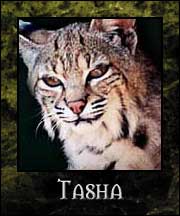 Tasha - Ravnos Ghoul